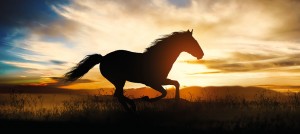 cavalo_correndo_por_do_sol_AdobeStock_269746628_ginettigino